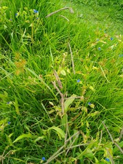 Paspalum laeve