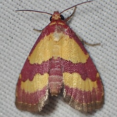 Phoenicophanta bicolor