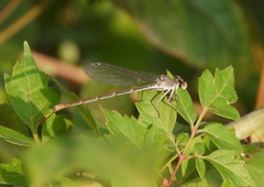 Argia apicalis