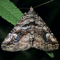 Zaleops umbrina