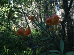 Lilium pardalinum shastense