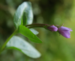Epilobium