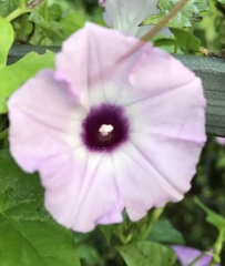 Ipomoea cordatotriloba