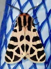 Apantesis incorrupta