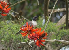 Philemon corniculatus