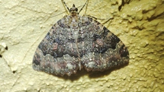 Triphosa dubitata
