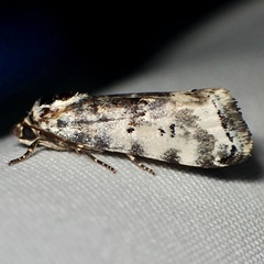 Ponometia tripartita