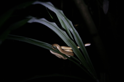 Psammodynastes pulverulentus