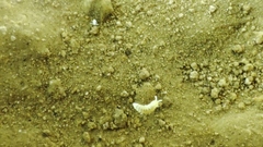 Onychiurinae