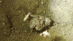 Onychiurinae