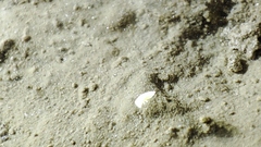 Onychiurinae