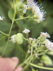 Schizomyia eupatoriflorae