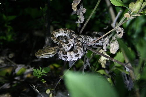 Protobothrops mucrosquamatus