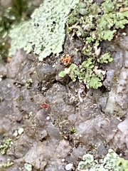 Phaeophyscia rubropulchra