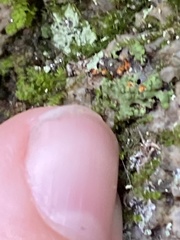 Phaeophyscia rubropulchra