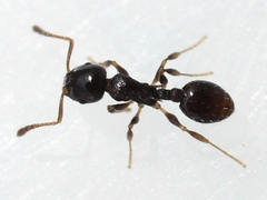 Temnothorax longispinosus