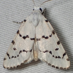 Grotella binda