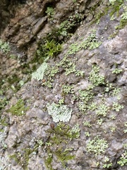 Phaeophyscia rubropulchra