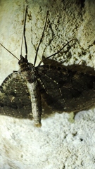 Triphosa dubitata