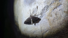 Triphosa dubitata