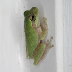 Hyla femoralis