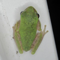 Hyla femoralis