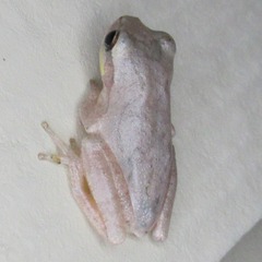 Hyla femoralis