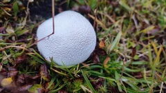 Lycoperdaceae