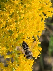 Megachile rotundata