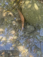 Rana boylii