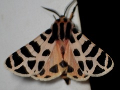 Apantesis incorrupta