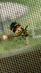 Nicrophorus tomentosus