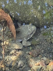Rana boylii