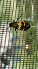 Nicrophorus tomentosus