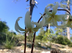 Erythronium