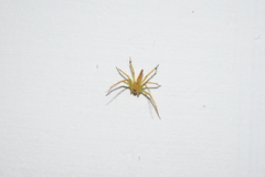 Oxyopes macilentus