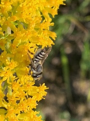 Megachile rotundata