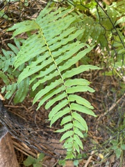 Homalosorus pycnocarpos