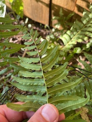 Homalosorus pycnocarpos