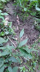 Persicaria virginiana