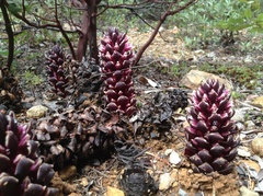 Kopsiopsis strobilacea