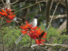 Philemon corniculatus
