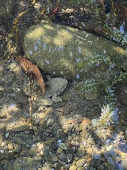 Rana boylii