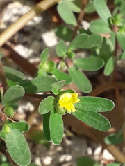 Portulaca