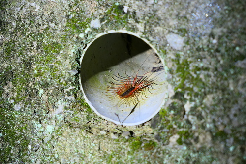 Scutigeridae