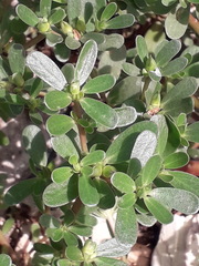 Portulaca