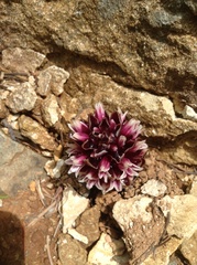 Kopsiopsis strobilacea