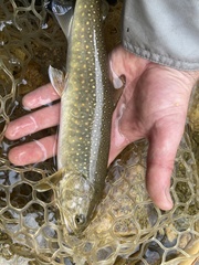 Salvelinus confluentus