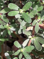 Portulaca