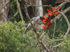 Philemon corniculatus